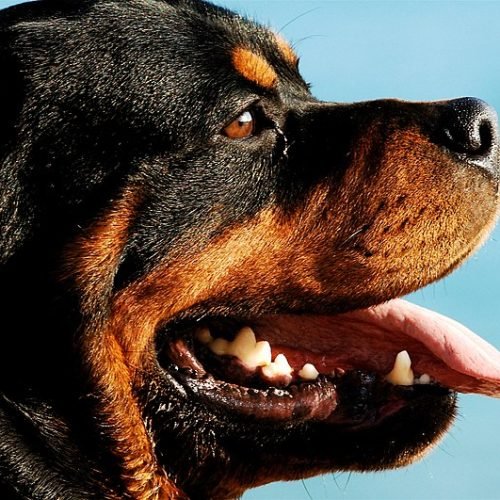 O Fascinante Mundo do Rottweiler: Principais Características e Curiosidades