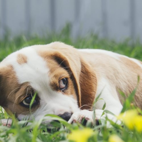 As Principais Características e Curiosidades do Beagle