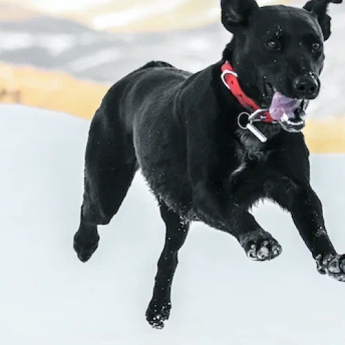 Quando o seu cachorro pula nas pessoas a todo tempo. O que eu posso fazer?