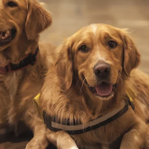 As Principais Características e Curiosidades do Golden Retriver