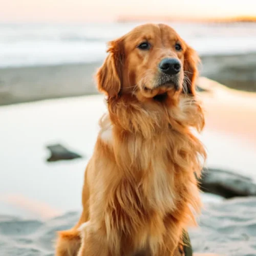 Quais são as doenças mais comuns para cães?