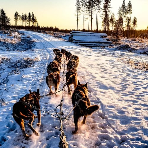 Quais são as 7 raças de cachorro que vivem em um frio extremo?