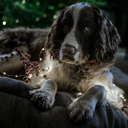Os 10 Cães com o Olfato Mais Apurado: Explorando a Extraordinária Habilidade Canina