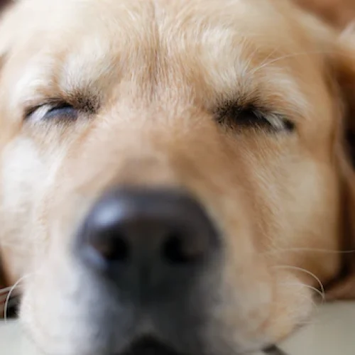 Insônia em cães é nomal? Como ajudar o seu cão dormir melhor?