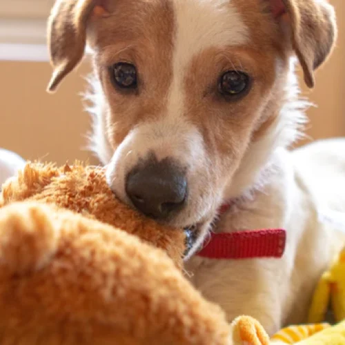 Quais são os melhores brinquedos para os nossos Pets?