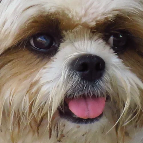 A Raça Shi Tzu e Suas Características