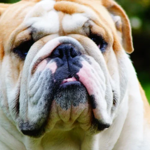 Quais são as raças ideais de cães para ter em apartamento?