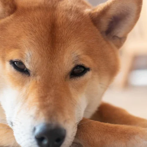 As Principais Características e Curiosidades do Shiba Inu