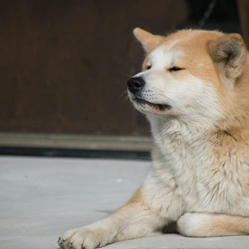 As Principais Características e Curiosidades do Akita